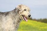 IRISH WOLFHOUND 208